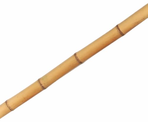 Bambushalm Moso 100cm gelb Durch. 2,8 bis 4cm, Gebleicht von bambussi.com