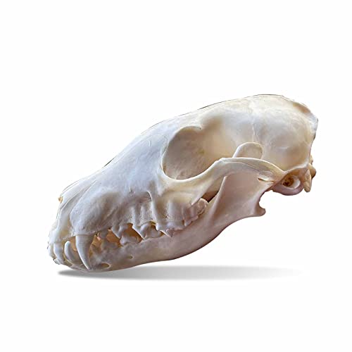 Myuilor Waschbär-Hundeschädel, Katzenschädel, Koypu-Schädel, Bisamratten-Schädel, Fuchs-Schädel, Waschbär-Hundeschädel, Nerz-Schädel, Taxiderm-Schädel, Exemplar