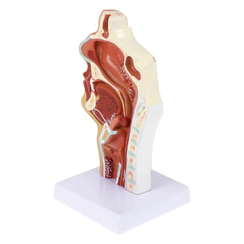 1pc Wissenschaftliches Modell Die Schaufensterpuppe Otolaryngologie Modell Maniquin HNO-Modell Werkzeug Kehle Anatomie Modell