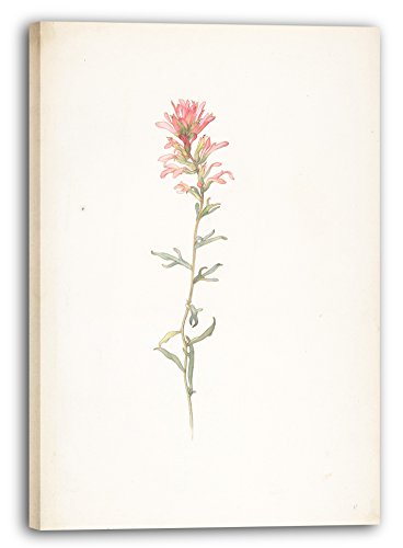 Leinwandbild (20x30cm) Margaret Neilson Armstrong: Nordwestlicher Indianer Pinsel, Castilleja Angustifolia, Leinwand auf Keilrahmen gespannt und fertig zum Aufhängen, hochwertiger Kunstdruck aus de..