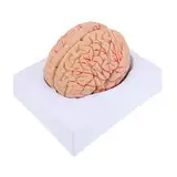 Cabilock 1 Stück Modell Der Arterienhirnarterie Gehirnmodell Anatomiemodell Modell Des Menschlichen Gehirns Mann Blutgefäßmodell Anatomie Schädelarterienmodell Anatomisches Modell Pvc