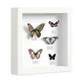 Kozdtiz 3D Bilderrahmen, Bilderrahmen zum Befüllen, Rahmen für Objekte, Quadratischer Objektrahmen Tiefer 3cm für Wand & Desktop,Shadow Box für Fotos, Objekte, Hochzeitsstrauß Weiß 25 x 25 cm