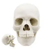 Menschliches Schädelmodell, Schädelmodell,15-teilige lebensgroße Schädelköpfe menschlicher Schädelmodell Anatomie - Realistisches anatomisches Modell des menschlichen Kopfschädels, Studium der Schädel