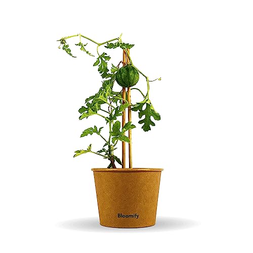 Bloomify® Mini Wassermelonen Pflanze "Werner" | 20-30 cm große ertragreiche Mini Wassermelone | extra süße, saftige und kernarme Melonen Früchte | für Topf, Kübel und Garten