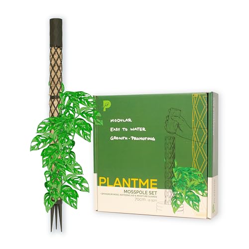 PlantMe Moosstab Midi Set - Rankhilfe Zimmerpflanze Rankhilfen für Kletterpflanzen, Efeutute, Moosstab, Pflanzenstütze, Moss Pole, Kletterhilfe Zimmerpflanzen, Philodendron (Grün-Grau, 70cm)