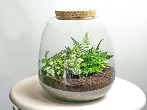 urbanjngl.com - Pflanzenterrarium - Emma Mini - DIY kit - ↑ 20 cm - Fittonia White Tiger - Do-It-Yourself Paket - DIY-Set - Pflanze im Glas - Komplettset Terrarium