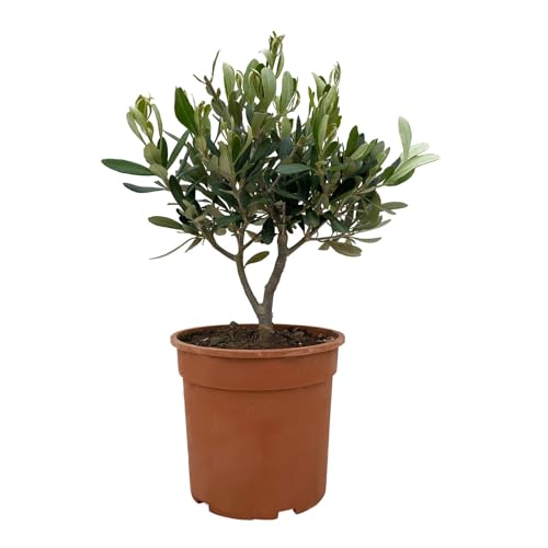 Olivenbaum, buschartig, Topf-Ø 15 cm, Höhe ca. 30 cm