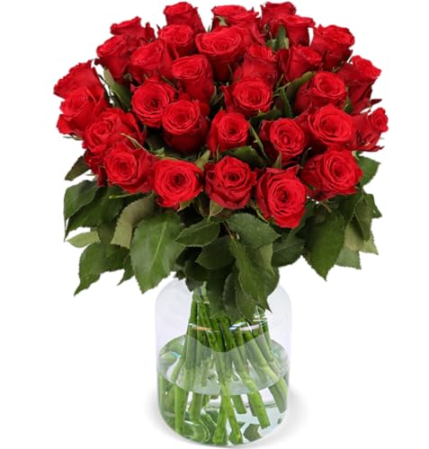 Rosenstrauß, 30 Rote Rosen als Ideales Blumengeschenk, 50 cm, Qualität vom Floristen, 7-Tage-Frischegarantie, Kostenloser Blumenversand