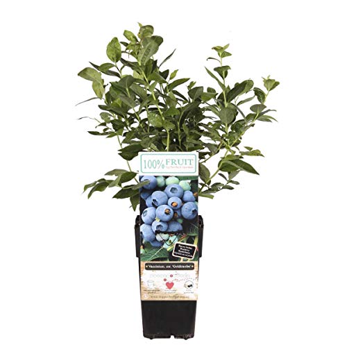 Heidelbeere Goldtraube 71 ca. 60 cm Die perfekte Wahl für Gartenliebhaber - Kulturheidelbeere