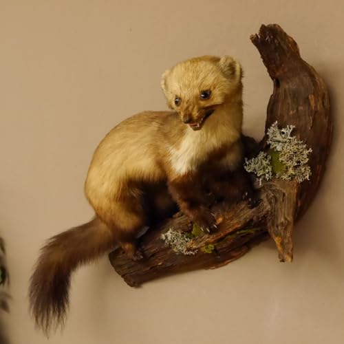 GTK - Geweihe & Trophäen KRUMHOLZ Steinmarder Marder auf AST offener Fang Präparat Taxidermy Deko Tierpräparat 89.5.219