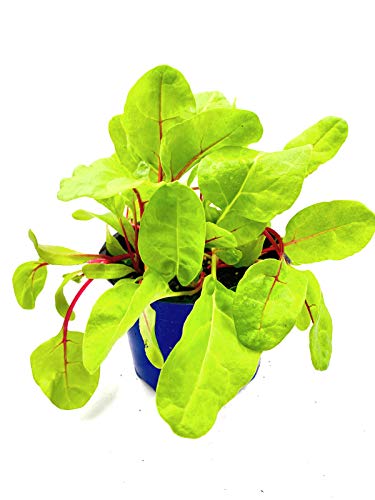 Mangold Pflanze Beta vulgaris Nachhaltige Gemüse Pflanzen 2stk