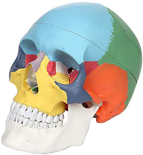 LBYLYH Didaktik-Schädel in 3 Teilen, anatomisch Schädel Painted Größe Fuso Modell der Naturmeister für Bildungsamt