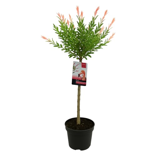 Bloomique – Salix Integra Flamingo – Bunte Weide – Gartenpflanzen – Winterhart – 80–100 cm hoch – Topf 19 cm