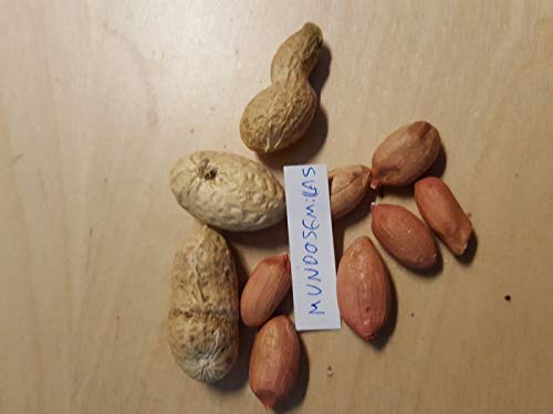 Portal Cool Mani ErdnuÃŸ (Arachis Hypogaea) 30 Saatgutqualität