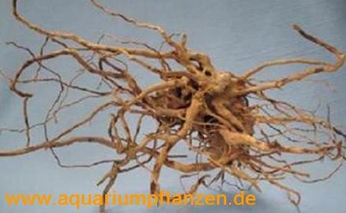 Mühlan Pflanzenhandel 1 Stück Finger Wood 10-20 cm, Deko, Wurzel