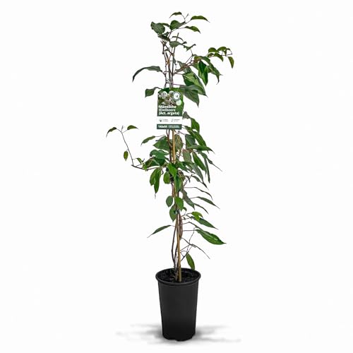 Männliche Kiwibeere (Actinidia arguta) | Befruchtersorte für Kiwibeeren/Minikiwi | 80 cm Wuchshöhe mit Sortenarantie - direkt vom Kiwi-Züchter | Romeo, Blütenwolke, Weiki