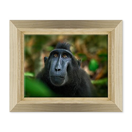 ConKrea Bild auf Leinwand, gerahmt, mit Rahmen, Macaco – schwarzer Affe – Asien Tangkoko Sulawesi Indonesien – 30 x 40 cm – Stil Design Naturholz – (Code 2901)
