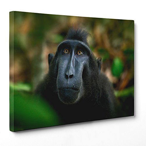 Bild auf Leinwand, gerahmt, fertig zum Aufhängen, Macaco – Schwarzer Affe – Asien Tangkoko Sulawesi Indonesien – 50 x 70 cm – ohne Rahmen – (Code 2901)