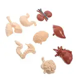TIDTALEO 1Satz Menschliches Körpermodell Teiliges Anatomisches Lernspielzeug Für Realistische Pädagogisches Hilfsmittel Für Lerninstitutionen Zum Erlernen