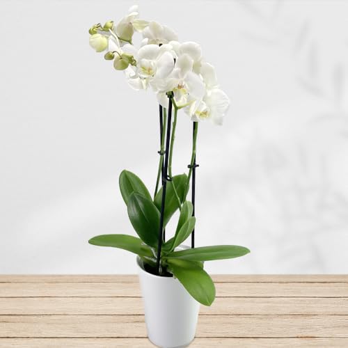 Weiße Orchidee inklusive Keramikübertopf und Grußkarte # Pflanze # Zimmerpflanze # Büropflanze
