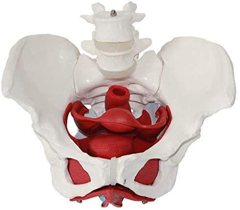 LBYLYH Modell Basin Frau mit herausnehmbaren Organen, Models Größe Natürlich, weiblich Becken und Beckenmuskulatur Human Anatomy Knochendoktor für Bildungsressourcen