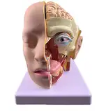 YCNLYSSR Lehrmodell, Anatomisches Kopfmodell 4-teilig Menschliches Kopf-Gehirn-Neurovaskuläres Anatomisches Modell Mit Halbkopf-Gesichts-Gefäß-Nerven-Montagemodell Für Medizinische Lehrmittel