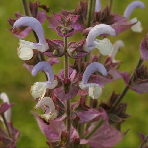 Blumixx Stauden Salvia sclarea - Muskatellersalbei im 0,5 Liter Topf hellviolett blühend