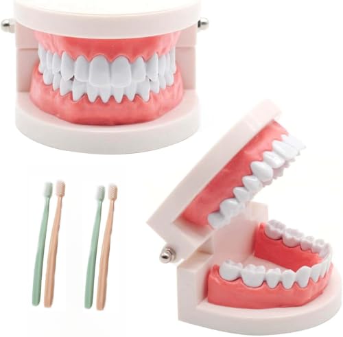 JSQJ Zahnmodell Gebiss Modell 2PCs Demonstration Erwachsene Kinder Zähne Modell Standard Teaching, mit 4 PCs Zahnbürste