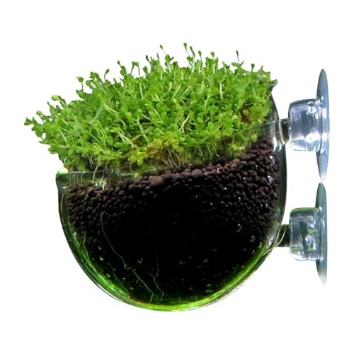 Dtaigou Aquarium-Pflanzgefäß, Aquarium-Pflanzenhalter - Wasserpflanzenbecher, Glas-Aquarium-Pflanzgefäß, Wasserpflanzenbecher - Saugnapf, glatter, klarer roter Wurmfutterspender für