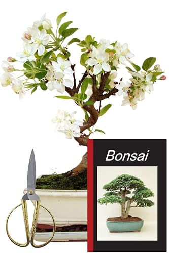 Genki-Bonsai Freiland Starterset Apfelbaum ca. 30–35 cm – 4-teiliges Bonsai Komplettset mit Schere, Untersetzer & Bonsaibuch – robuster Outdoor-Bonsai für Anfänger & Fortgeschrittene vom Fachhändler