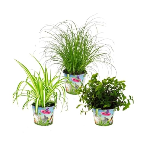 Zimmerpflanzen-Trio "Heimtierfutter" - Set mit 3 verschiedenen Futterpflanzen - Golliwog - Katzengras - Grünlilie