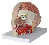 Medizinische Modelle, Anatomiemodell des menschlichen Kopfes, Anatomisches Modell des menschlichen Gehirns, Klassisches Anatomiemodell des Gehirns, Modell der Hirnarterie