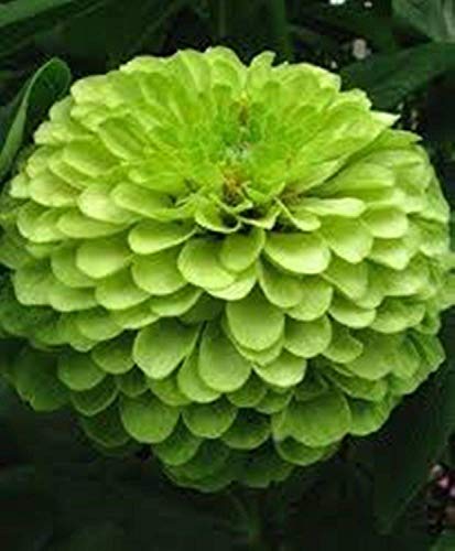 seedsown Jatropha Curcas, Ihr eigener Bio-Kraftstoff, Nizza Zierpflanze, 10 Samen
