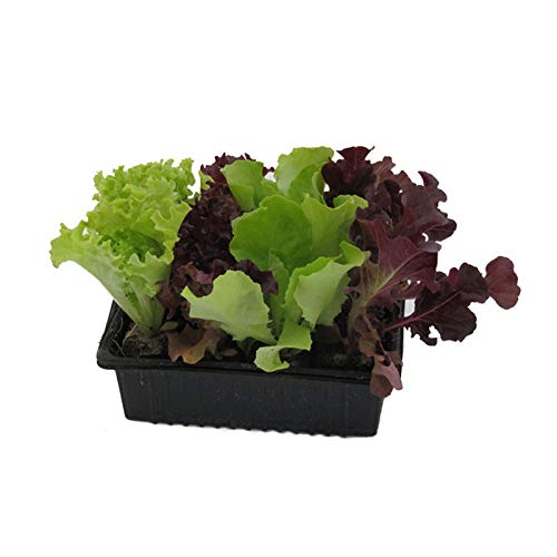 Salatjungpflanzen, Salatjungpflanzen 10er Set, Lactuca sativa var. capitata