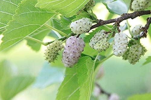 Weiße Maulbeere Morus alba Pflanze 35-40cm Maulbeerbaum Obstbaum Obstpflanze