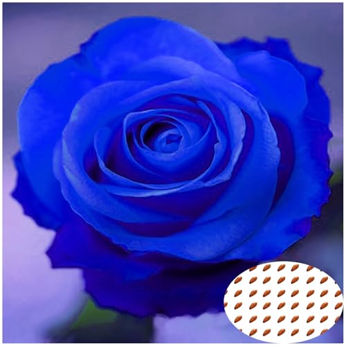 50 Stück Blaue Rosen Samen, Seltene Rosenpflanzen für Garten & Balkon, Kletterrosensamen, Blumensamen Balkon, Schnell Keimende Rosenpflanzen (Nicht-GMO) (Blau)