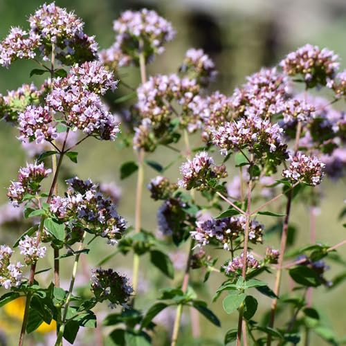 oregano samen bio kräuter samen mehrjährig wilder oregano seltene pflanzen, bio samen gemüse kräuter saatgut, balkon kräutergarten balkon gemüse, kräutergarten indoor winterharte 100pcs