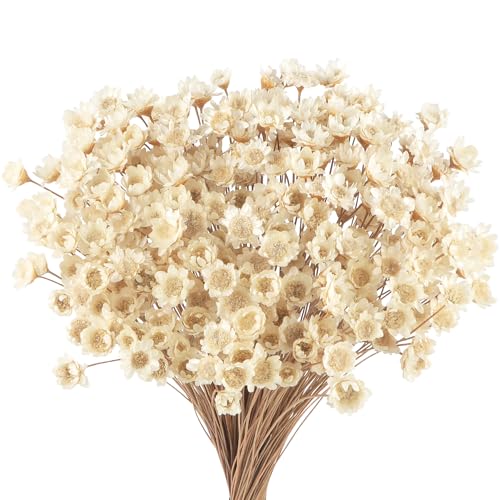 300 STK Getrocknete Blumen Brasilianische Weiß Kleine Sternblume Blumen Mini Getrocknete Blumenstrauss Gänseblümchen Mini-Kamille Blumenstrauß für Blumenarrangement Hochzeit 300pcs Star Dried Flower