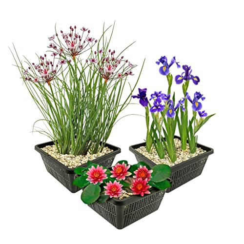 vdvelde.com - Teichpflanzen Set Rot Winterhart - 9 Pflanzen für Mini teich und großer Gartenteich - Seerose, Sumpf Iris und Schwanenblume inklusive Pflanzkörbe - Van der Velde Wasserpflanzen