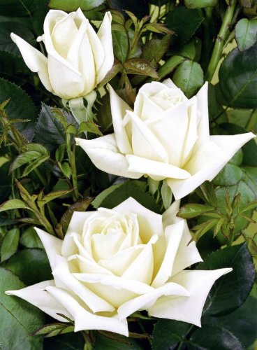 Edelrose Polarstern ® Containerrosen im großen 7,5 Liter Topf