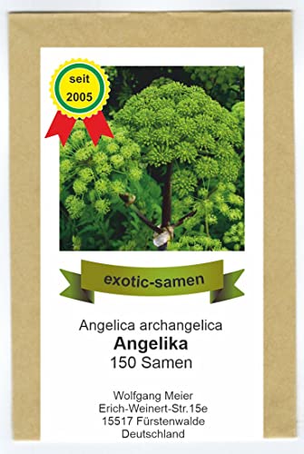 Arznei-Engelwurz – Echter Engelwurz – Angelica archangelica – Gewürz- und Arzneipflanze – 150 Samen