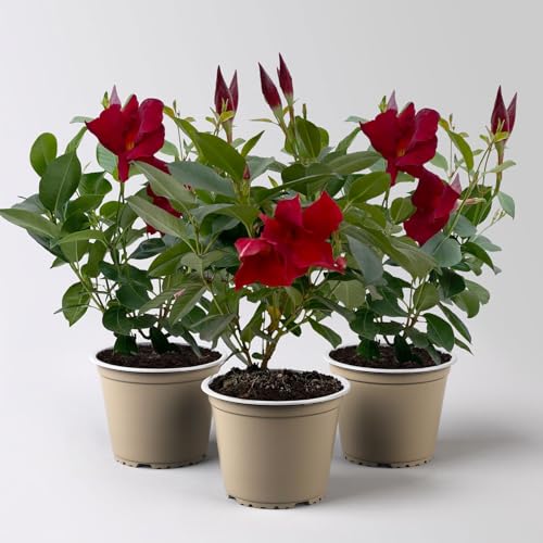 Dipladenie 'Qdeville®', rot, buschartig, Topf-Ø 12 cm, 3 Pflanzen