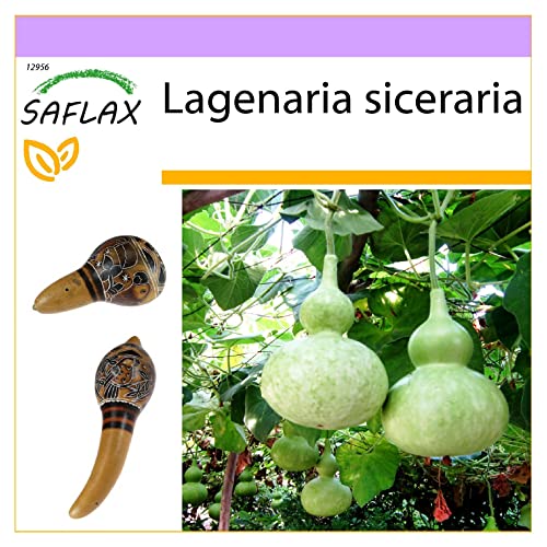 SAFLAX - Afrikanische Riesenkalebasse - 15 Samen - Lagenaria siceraria