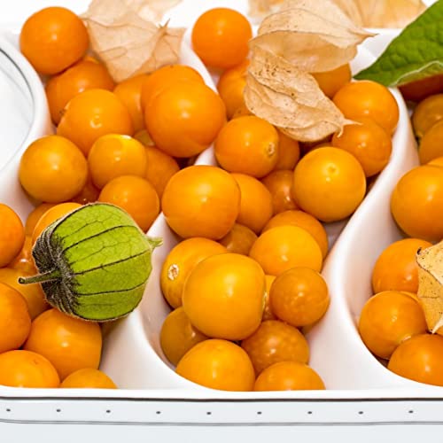 Physalis Peters Beste Kapstachelbeere Andenbeere, ca. 30-40 cm im 2-3 L Topf