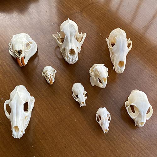 TPMOCS 9pcs echtes Tierschädel Set aus Katze Hund Fuchs Igel Nutria Waschbär Bisamratte Nerz Kaninchen Schädelexemplar für Heimdekoration, Sammlerstücke (Color : Set of 9)