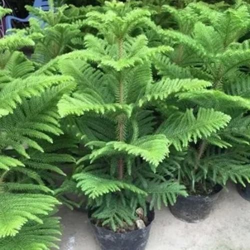 zimmertanne kaufen samen gartenpflanzen winterhart mehrjährig zimmertanne bonsai balkonpflanzen, bonsai tree winterharte kübelpflanzen pflanzen samen, bäume pflanzen winterharte 25pcs