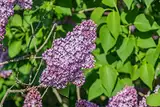 Gemeiner Flieder Syringa vulgaris Pflanze 5-10cm gewöhnlicher lila Flieder