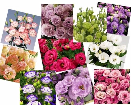 900 Eustoma-Samen in gemischten Farben, können drinnen und draußen angebaut werden, Eustoma-Pflanze als dekorative Blumen im Topf, perfekt für Blumenarrangements, Sträuße und Partydekorationen.