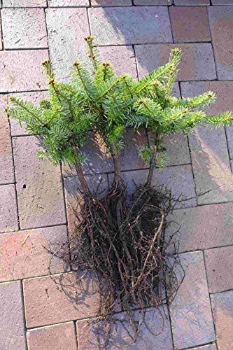 Weihnachtsbaum Set 10st Nordmanntanne Wurzelware XXL Abies nordmanniana 5j. Nordmanntannen