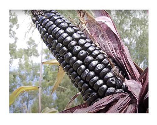 Stk - 25x Peruanischen Morado Mais Lila Mais Korn Pflanzen - Samen A423 - Seeds & Plants Shop by Ipsa